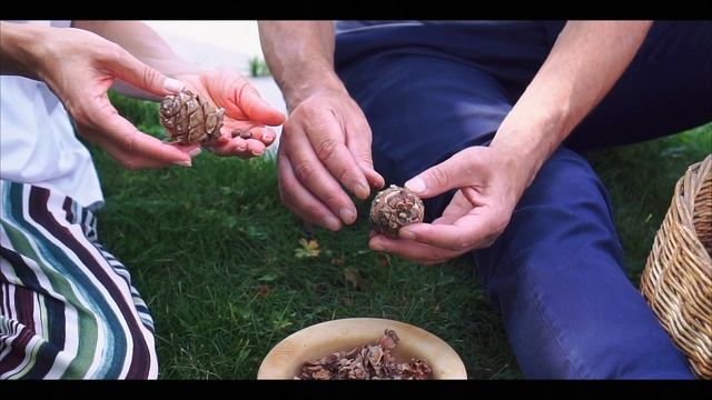 Родовое дерево. Посадка кедра смотреть онлайн
