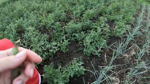 #дача #огород #10соток Купили Участок 10 соток | До и После смотреть онлайн