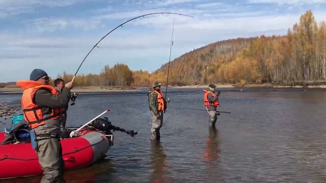 Таймени реки Уда. Taimens Of Uda River