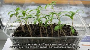 Выращивание пастернака через рассаду – идеальный вариант, если весна приходит поздно