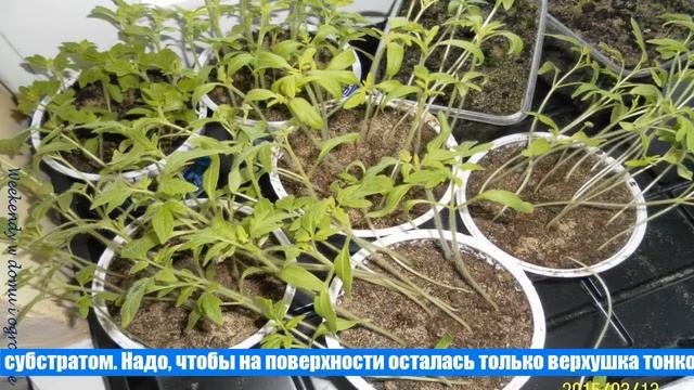 Что делать, если рассада томатов сильно вытянулась и очень тонкая