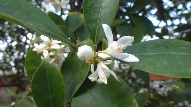 Wisley garden 2014 - Calmondin - Citrus mitis - Appelsínutré - Garðskálaplanta смотреть онлайн
