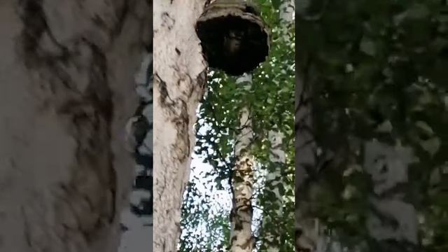 10с. Мамулечка в деле. Поехали за грибами, пауки, чага, косули 27.08.22 смотреть онлайн