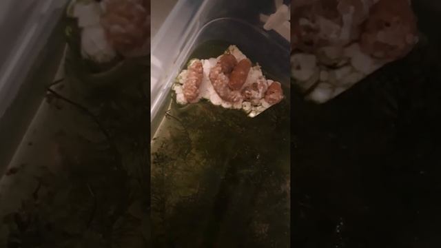 Улитки ампулярии откладывают кладки