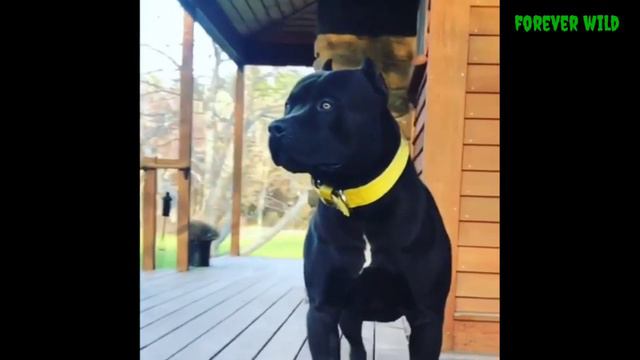 Black Pitbull Panther Dog | Dangerous Dogs | Forever Wild | Amit Bhardwaj | смотреть онлайн