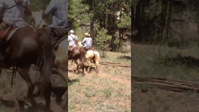 GAITED MORGAN HORSES ON THE MOVE PART 1 смотреть онлайн