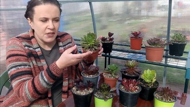 79. Уход за эониумами весной. Как поливать и нужны ли лампы