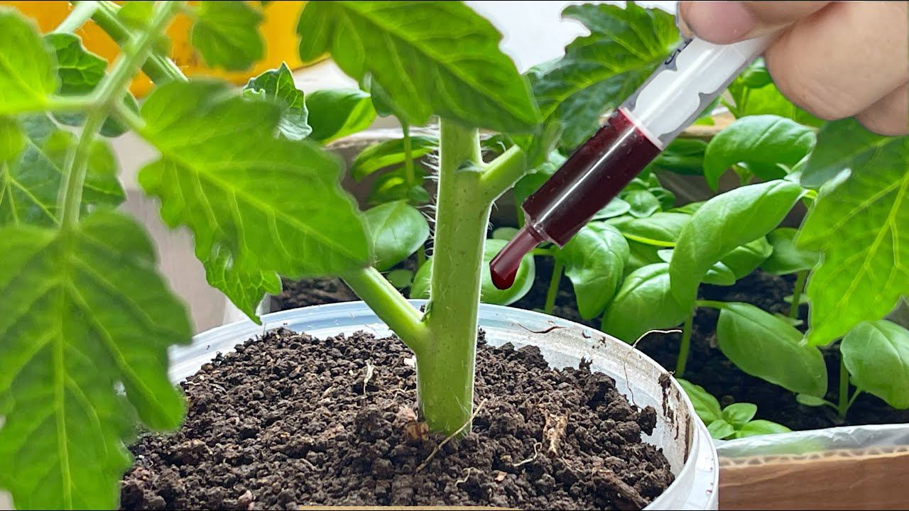 ДЛЯ РОСТА КОРНЕЙ И ОТ ВЫТЯГИВАНИЯ РАССАДЫ, ВАЖНАЯ ПОДКОРМКА, ПОЛЕЙТЕ ЭТИМ ТОМАТЫ, ПЕРЦЫ, ОГУРЦЫ смотреть онлайн