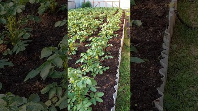 Грядки на даче и дверь в тайную комнату: 25 июня 2023 #свердловскаяобласть #урал #дача #урожай смотреть онлайн