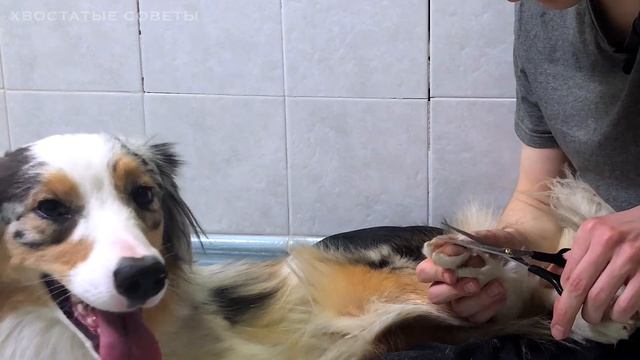 ПО ЖИЗНИ №4 — Стрижка лап у собак смотреть онлайн