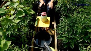 СЫВОРОТКА и ЙОД от фитофторы и мучнистой росы на: томатах и огурцах. Молочная сыворотка на огороде.