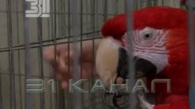 Цирк на воде 31 канал смотреть онлайн