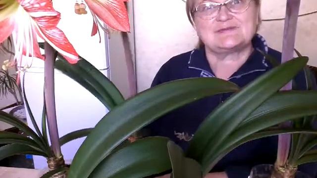 Гиппеаструм зацвел ровно через 2,5 месяца.Моя радость. смотреть онлайн