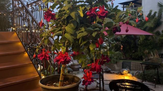 Fuchsia Tree 🌳🌸 SUBSCRIBE смотреть онлайн