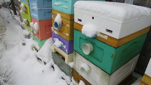 зимняя обработка пчел от клеща Варроа или возможна плохая зимовка пчел смотреть онлайн