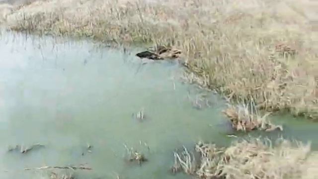 пгт. Новодонецкий ...Куда сбрасываются канализационные нечистоты ...??? смотреть онлайн