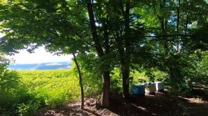 Пасека на связи #1 Кочевка началась! Вывез пчел на липу и подробности с нюансами!