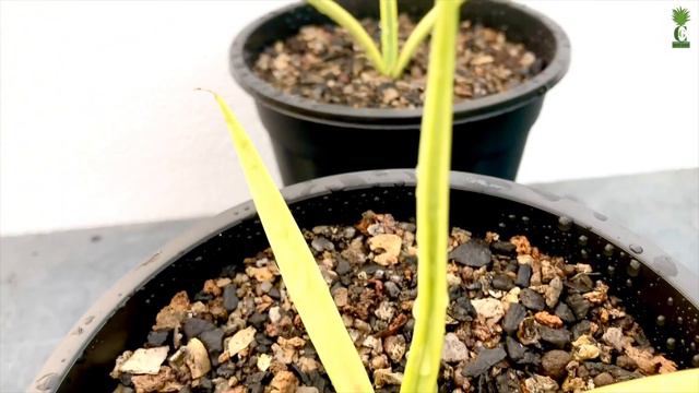 Sansevieria | Sansevieria Gracilis Variegata (Cactus And Succulents)