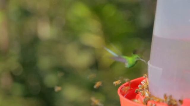 Why do bees die after being bitten? Incredible facts about these insects. смотреть онлайн