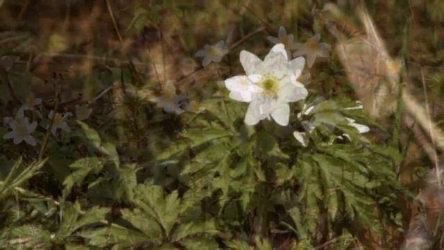 Wood anemone / Ветреница дубравная / Anemone nemorosa смотреть онлайн