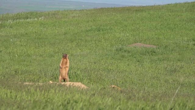 Как кричат сурки. Семья сурка