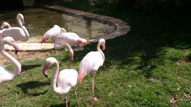 Limassol zoo ♈ Municipal park ♒ Зоопарк Лимассола смотреть онлайн