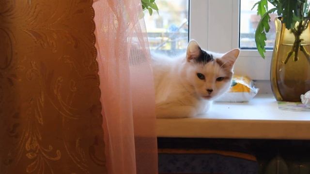 съемка на камеру CANON EOS 1200D sample 2 смотреть онлайн