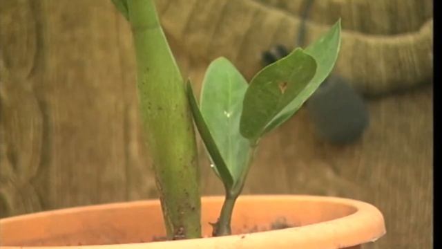 Замиокулькас смотреть онлайн