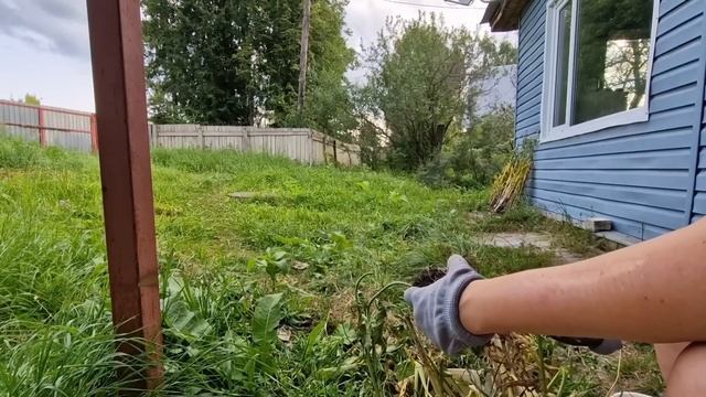 Вторая неделя в деревне. Мои впечатления. Буся на прогулке.