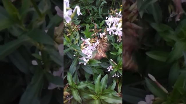 Spring et Phlox a praz смотреть онлайн