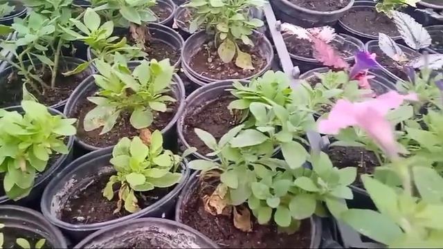 Что с черенками цветов от фирмы "Агровиола" ? Месяц спустя! смотреть онлайн