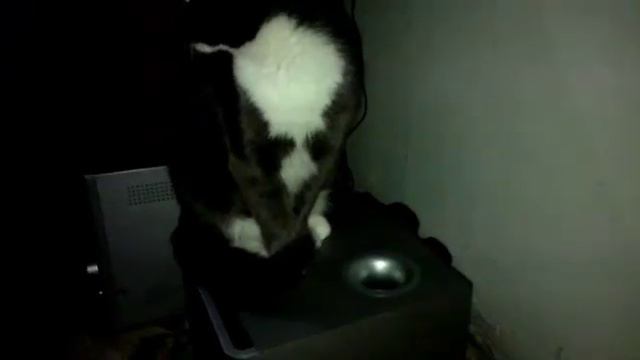 Мой Кот КУЗЯ. смотреть онлайн