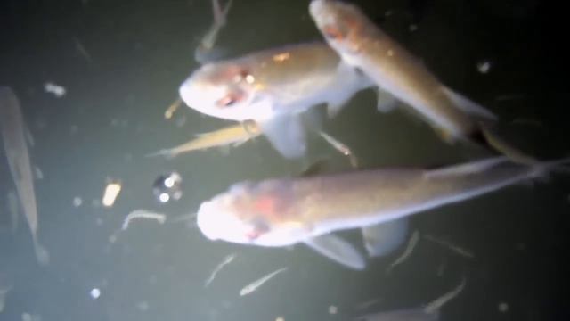 Замор смотреть онлайн