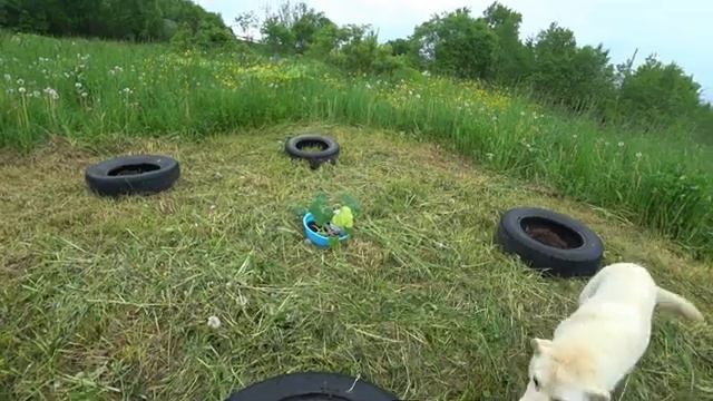 Сенокос, посадка растений в деревне на участке смотреть онлайн