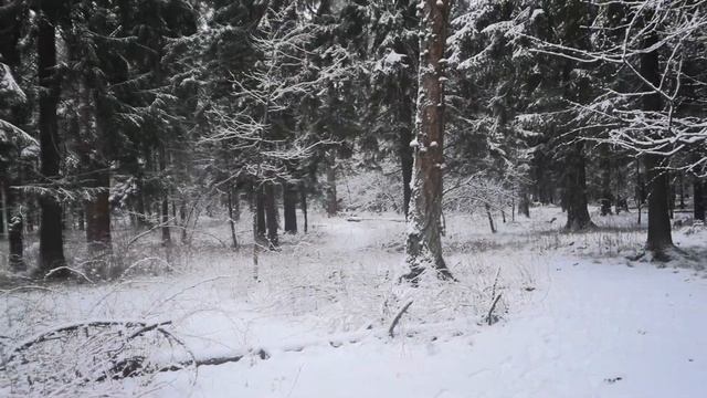 Как я выгуливаю свою собаку. Восточно-европейская ОВЧАРКА смотреть онлайн