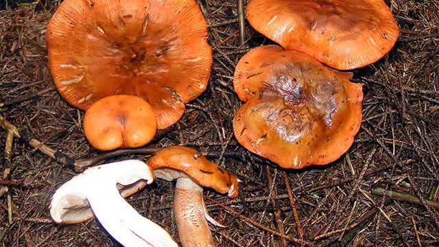 Tricholoma aurantium смотреть онлайн