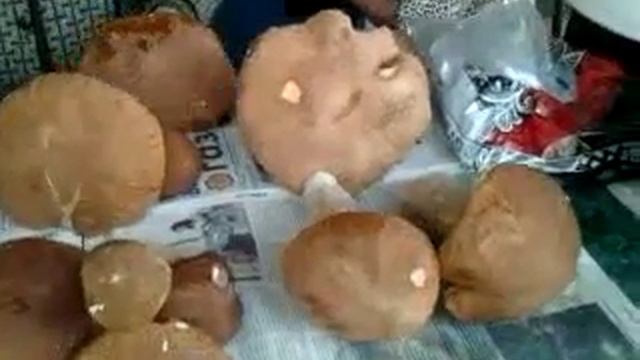 Грибы! Что вы делаете!!! смотреть онлайн