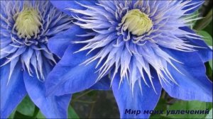 Клематисы для начинающих Уход и посадка