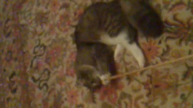 Кошка-матрешка ))).mp4 смотреть онлайн