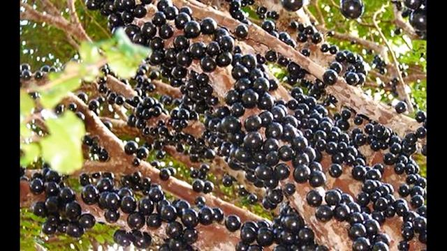 ВИНОГРАДНОЕ ДЕРЕВО.ЖАБОТИКАБА.Интересные факты. смотреть онлайн