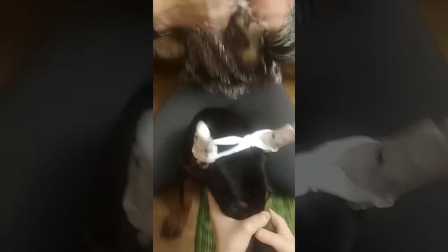 Замотка ушей щенку добермана чась 4 смотреть онлайн