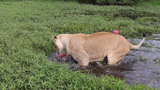 Водяная феерия в трех частях. Часть первая. смотреть онлайн