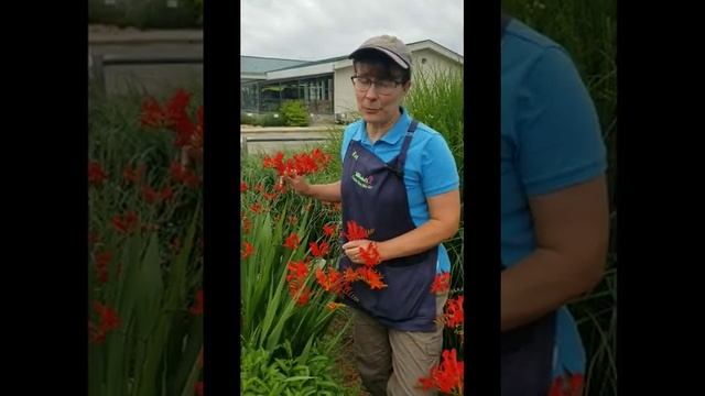 Crocosmia Lucifer at Wedels смотреть онлайн