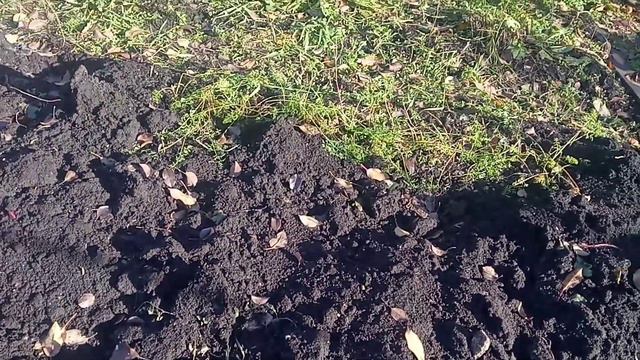 4 ноября укрыла розы 🥀,хотя + температура.