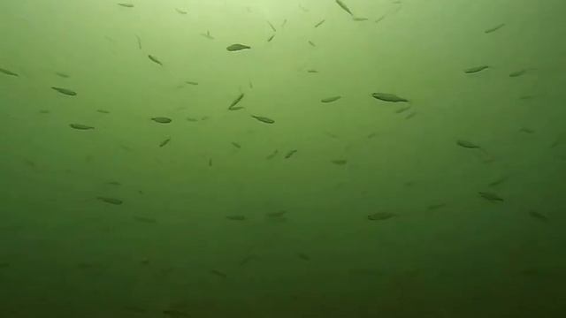 Кандрыкулевские раки-1 смотреть онлайн