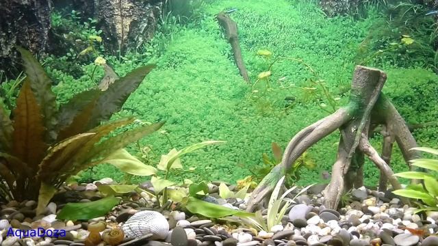 Полезные советы начинающим аквариумистам. смотреть онлайн