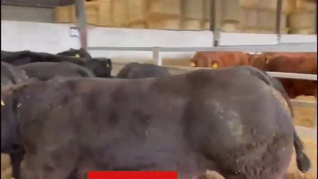 БЫК БЕЛЬГИЙСКИЙ ПАРОДА смотреть онлайн