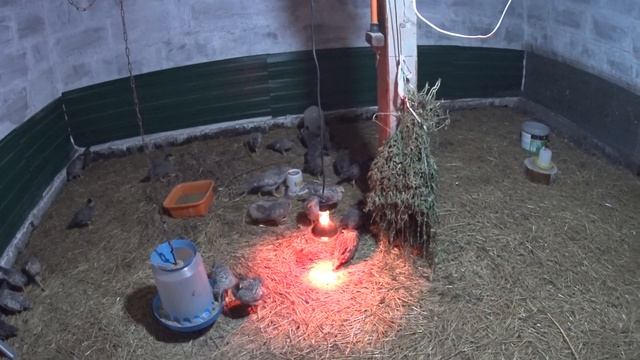 курам легбар 1 месяц осень курятник смотреть онлайн
