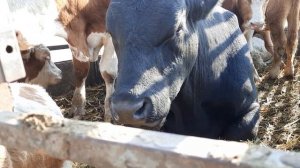 Скотный рынок . Манас. Дагестан