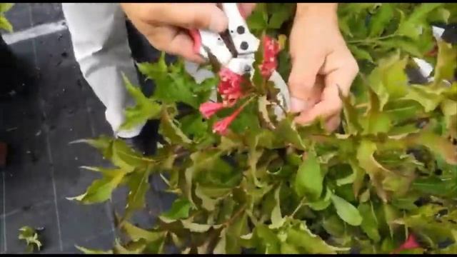 Вейгела, цветущий кустарник! смотреть онлайн